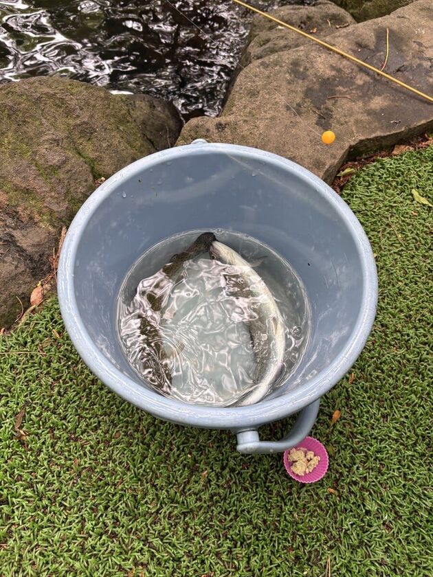 バケツに入れた釣りたてのニジマス