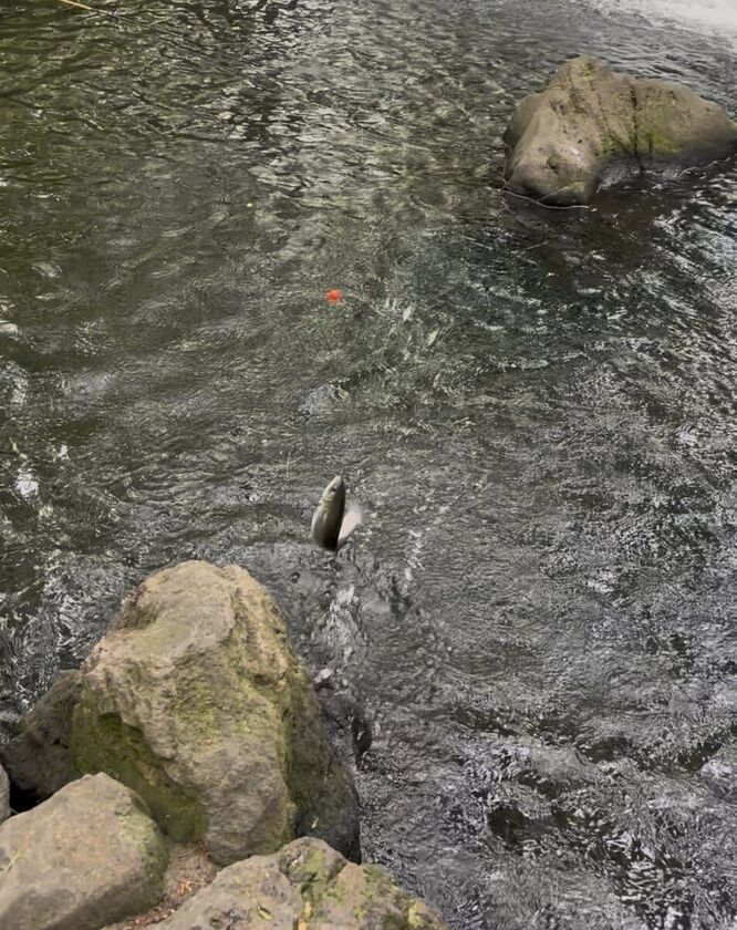 釣り上げた瞬間、水面から跳ねるニジマス